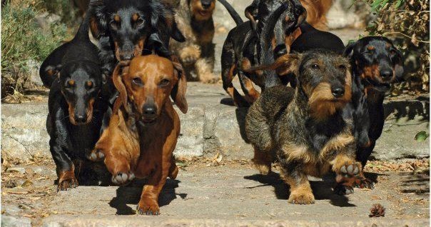 Dachshund army Blank Meme Template