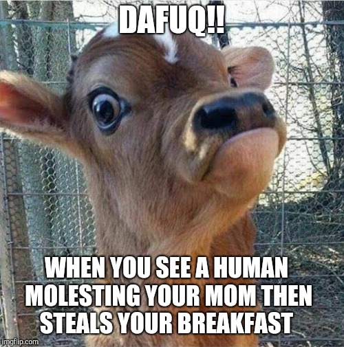 Accidentally deleted first one...go ahead and roast me. | DAFUQ!! WHEN YOU SEE A HUMAN MOLESTING YOUR MOM THEN STEALS YOUR BREAKFAST | image tagged in curious calf | made w/ Imgflip meme maker