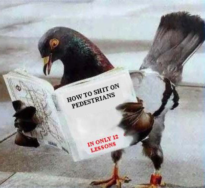 Pigeon reading book Blank Meme Template
