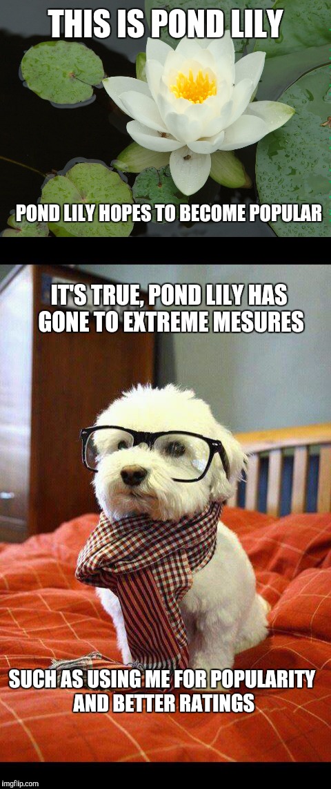 Pond lily seeks attention | THIS IS POND LILY; POND LILY HOPES TO BECOME POPULAR; IT'S TRUE, POND LILY HAS GONE TO EXTREME MESURES; SUCH AS USING ME FOR POPULARITY AND BETTER RATINGS | image tagged in pond lily,intelligent dog,attention | made w/ Imgflip meme maker