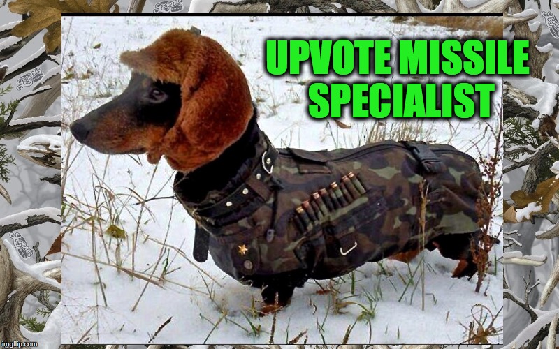 hunting doggo | UPVOTE MISSILE SPECIALIST | image tagged in hunting doggo | made w/ Imgflip meme maker