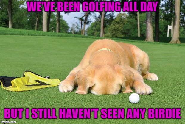 Not even an Eagle!!! | WE'VE BEEN GOLFING ALL DAY; BUT I STILL HAVEN'T SEEN ANY BIRDIE | image tagged in dog golfing,memes,dogs,funny,animals,no birdie | made w/ Imgflip meme maker