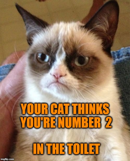 Grumpy Cat Meme | IN THE TOILET YOUR CAT THINKS YOU'RE NUMBER  2 | image tagged in memes,grumpy cat | made w/ Imgflip meme maker