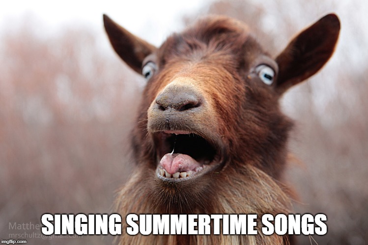 Summertime Songs | SINGING SUMMERTIME SONGS | image tagged in field report,summertime songs,goat love,goats,singing goats | made w/ Imgflip meme maker