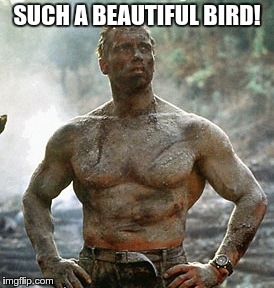 Predator Meme | SUCH A BEAUTIFUL BIRD! | image tagged in memes,predator | made w/ Imgflip meme maker