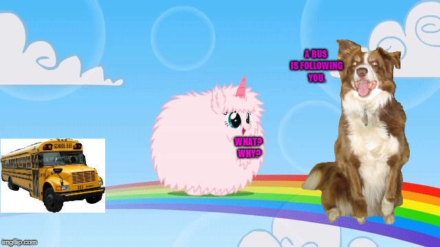 pink fluffy unicorns dancing on rainbows | A BUS IS FOLLOWING YOU. WHAT? WHY? | image tagged in pink fluffy unicorns dancing on rainbows,buses,chili the border collie,dogs,border collie | made w/ Imgflip meme maker