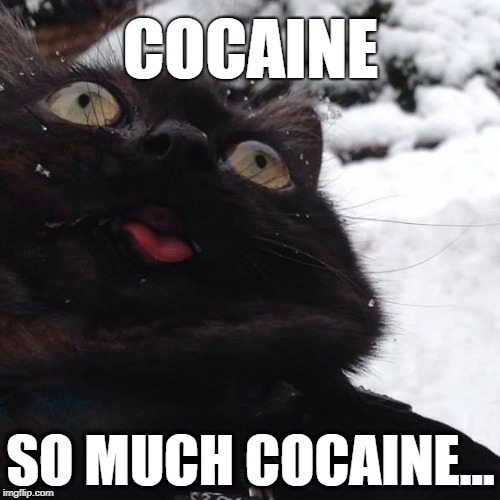 COCAINE; SO MUCH COCAINE... | image tagged in cat,cocaine,snow | made w/ Imgflip meme maker