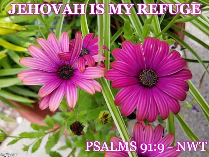 JEHOVAH IS MY REFUGE; PSALMS 91:9 - NWT | made w/ Imgflip meme maker