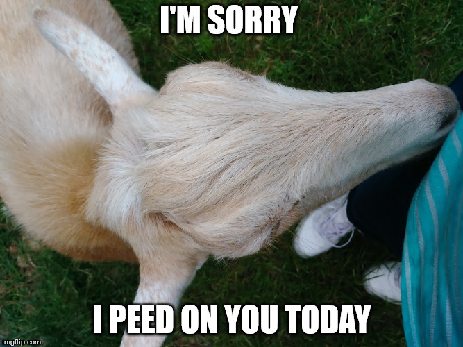 Baaaad goat | I'M SORRY; I PEED ON YOU TODAY | image tagged in goat,sorry | made w/ Imgflip meme maker