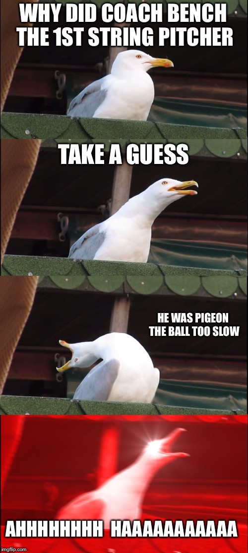 Inhaling Seagull Meme | WHY DID COACH BENCH THE 1ST STRING PITCHER; TAKE A GUESS; HE WAS PIGEON THE BALL TOO SLOW; AHHHHHHHH  HAAAAAAAAAAA | image tagged in memes,inhaling seagull | made w/ Imgflip meme maker