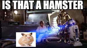 IS THAT A HAMSTER | made w/ Imgflip meme maker