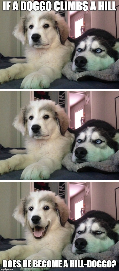 Bad pun dogs | IF A DOGGO CLIMBS A HILL; DOES HE BECOME A HILL-DOGGO? | image tagged in bad pun dogs | made w/ Imgflip meme maker
