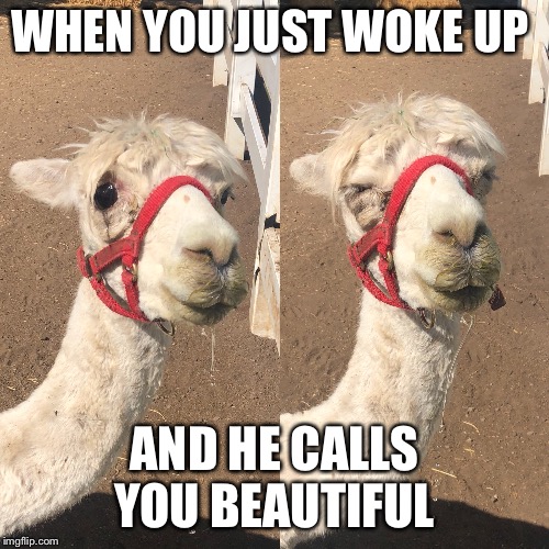 When you just wake up and he calls you beautiful  | WHEN YOU JUST WOKE UP; AND HE CALLS YOU BEAUTIFUL | image tagged in funny,cute,when you know,beautiful,animals,cute animals | made w/ Imgflip meme maker