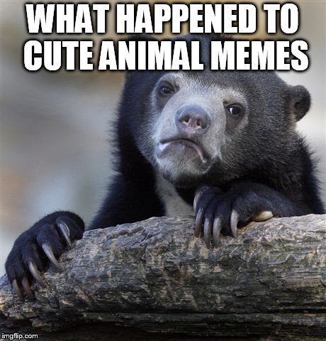 Confession Bear Meme | WHAT HAPPENED TO CUTE ANIMAL MEMES | image tagged in memes,confession bear | made w/ Imgflip meme maker