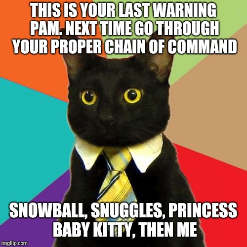 Business Cat | THIS IS YOUR LAST WARNING PAM. NEXT TIME GO THROUGH YOUR PROPER CHAIN OF COMMAND; SNOWBALL, SNUGGLES, PRINCESS BABY KITTY, THEN ME | image tagged in memes,business cat | made w/ Imgflip meme maker