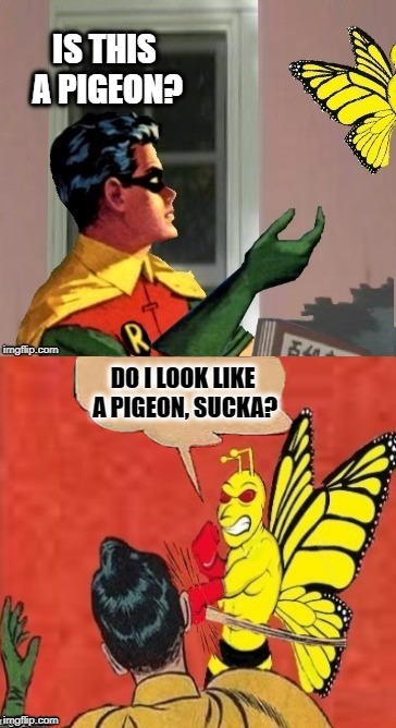 Mistaken Identity  | IS THIS A PIGEON? DO I LOOK LIKE A PIGEON, SUCKA? | image tagged in funny memes,robin,butterfly,angry | made w/ Imgflip meme maker