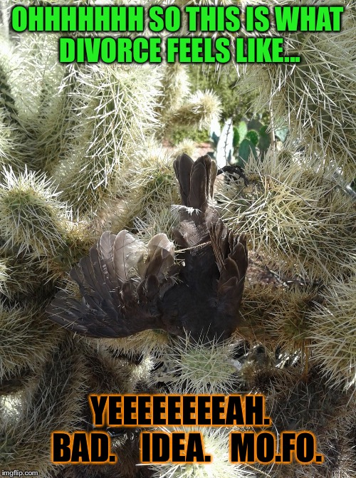 Dead Bird in Cactus | OHHHHHHH SO THIS IS WHAT DIVORCE FEELS LIKE... YEEEEEEEEAH.      BAD.    IDEA.   MO.FO. | image tagged in dead bird in cactus | made w/ Imgflip meme maker