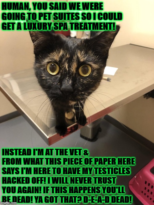 HUMAN, YOU SAID WE WERE GOING TO PET SUITES SO I COULD GET A LUXURY SPA TREATMENT! INSTEAD I'M AT THE VET & FROM WHAT THIS PIECE OF PAPER HERE SAYS I'M HERE TO HAVE MY TESTICLES HACKED OFF! I WILL NEVER TRUST YOU AGAIN! IF THIS HAPPENS YOU'LL BE DEAD! YA GOT THAT? D-E-A-D DEAD! | image tagged in betrayed cat | made w/ Imgflip meme maker