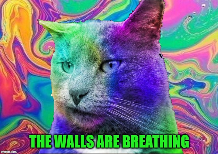 Catnip is stronger these days... | THE WALLS ARE BREATHING | image tagged in cat,catnip,psychedelic,420,magic mushrooms,tripping | made w/ Imgflip meme maker