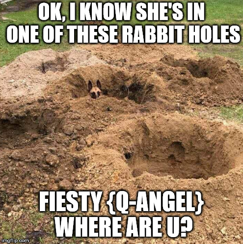 OK, I KNOW SHE'S IN ONE OF THESE RABBIT HOLES; FIESTY {Q-ANGEL} WHERE ARE U? | made w/ Imgflip meme maker