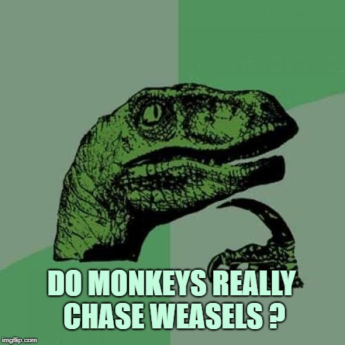 Philosoraptor | DO MONKEYS REALLY CHASE WEASELS ? | image tagged in memes,philosoraptor,monkeys,weasels,weasel,deep thoughts | made w/ Imgflip meme maker