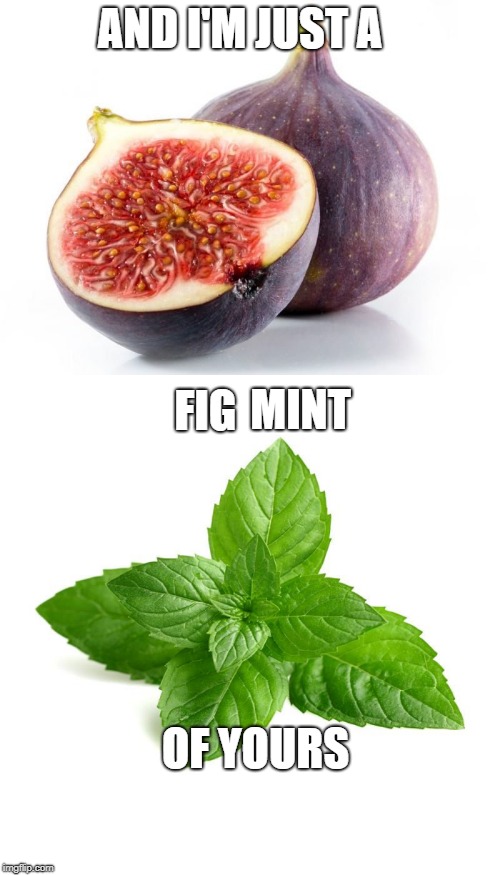 AND I'M JUST A MINT FIG OF YOURS | made w/ Imgflip meme maker
