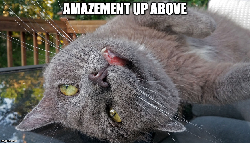 Faded Cat | AMAZEMENT UP ABOVE | image tagged in faded cat | made w/ Imgflip meme maker