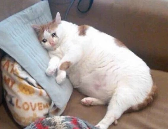 Fat Cat Crying Blank Meme Template