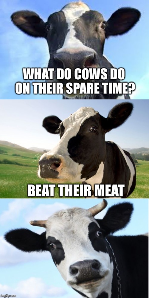 Bad Pun Cow | WHAT DO COWS DO ON THEIR SPARE TIME? BEAT THEIR MEAT | image tagged in bad pun cow,memes | made w/ Imgflip meme maker