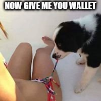 NOW GIVE ME YOU WALLET | image tagged in funny | made w/ Imgflip meme maker