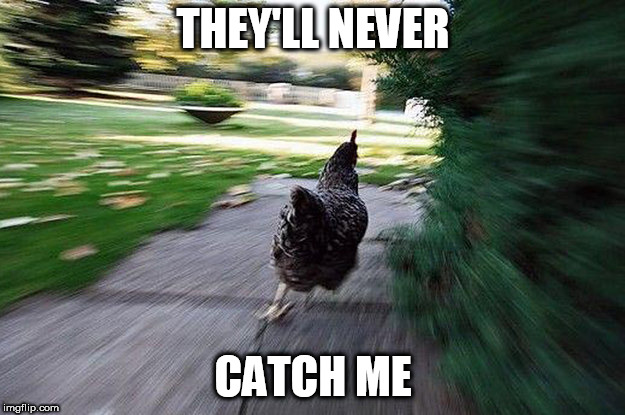 Chicken Running | THEY'LL NEVER CATCH ME | image tagged in chicken running | made w/ Imgflip meme maker