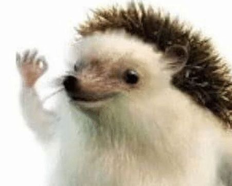 High Quality Hedgehog template Blank Meme Template