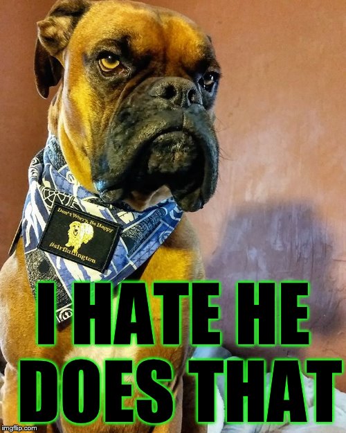 Grumpy Dog | I HATE HE DOES THAT | image tagged in grumpy dog | made w/ Imgflip meme maker