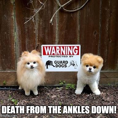 Funny guard dogs | DEATH FROM THE ANKLES DOWN! | image tagged in funny dogs,death from the ankles diwn,funny guard dogs | made w/ Imgflip meme maker