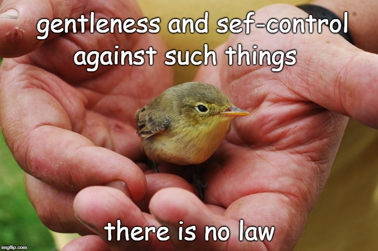 Galatians 5:23 Gentleness | gentleness and sef-control; against such things; there is no law | image tagged in bible,holybible,holy spirit,bible verse,verse,god | made w/ Imgflip meme maker