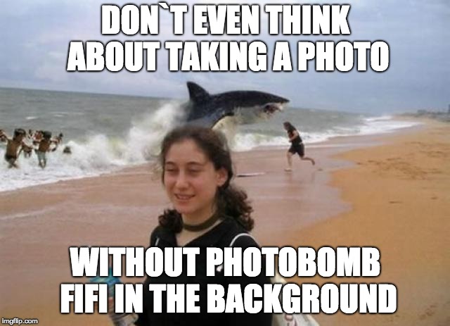 Photobomb fifi | DON`T EVEN THINK ABOUT TAKING A PHOTO; WITHOUT PHOTOBOMB FIFI IN THE BACKGROUND | image tagged in photobomb | made w/ Imgflip meme maker
