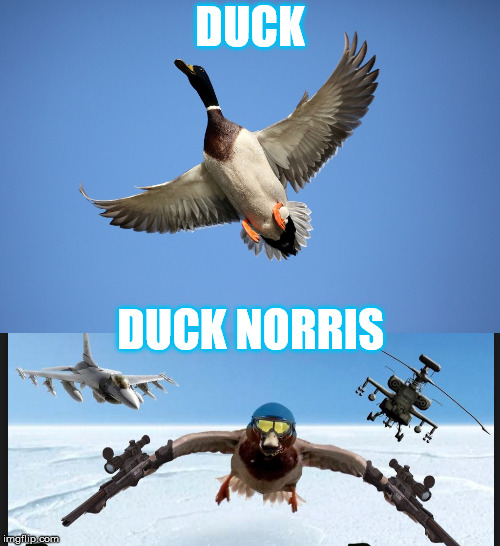 Duck Norris | DUCK; DUCK NORRIS | image tagged in chuck norris,duck | made w/ Imgflip meme maker