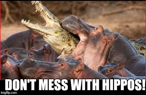 Just don't | DON'T MESS WITH HIPPOS! | image tagged in hippopotamus,hippos,dont,mess,croc,fight | made w/ Imgflip meme maker