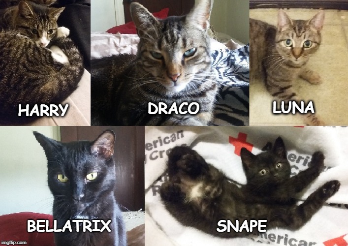 My Harry Potter Cats | DRACO; LUNA; HARRY; BELLATRIX; SNAPE | image tagged in cats,animals,harry potter,memes | made w/ Imgflip meme maker