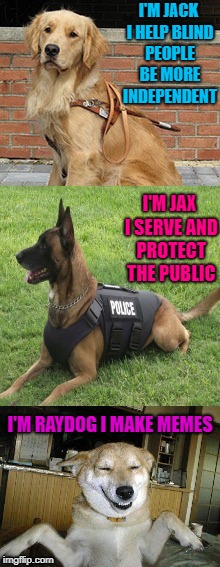 Making people laugh is what it's all about!!! | I'M JACK I HELP BLIND PEOPLE BE MORE INDEPENDENT; I'M JAX I SERVE AND PROTECT THE PUBLIC; I'M RAYDOG I MAKE MEMES | image tagged in dogs,memes,public service,laughs,funny,animals | made w/ Imgflip meme maker