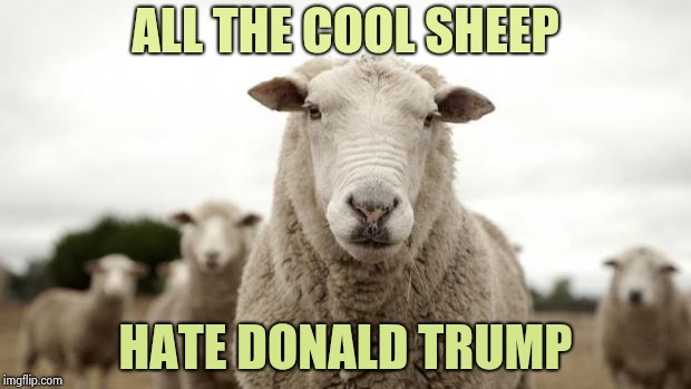 . . . and for no intelligent reason |  ALL THE COOL SHEEP; HATE DONALD TRUMP | image tagged in sheep,haters gonna hate,mckayla maroney not impressed | made w/ Imgflip meme maker