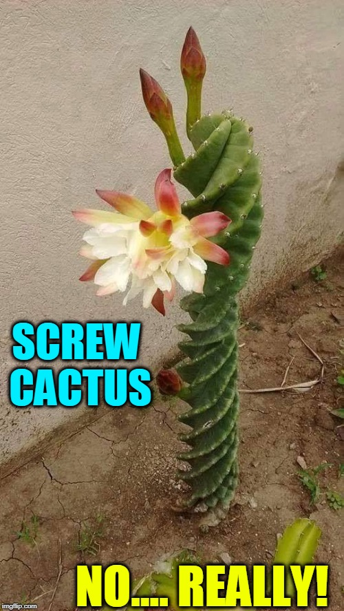 Destined for the Dreaded "Not Suitable for Workplace" Designation (fingers crossed) |  SCREW CACTUS; NO.... REALLY! | image tagged in vince vance,cactus,nsfw,cacti,flowering plants,succulents | made w/ Imgflip meme maker