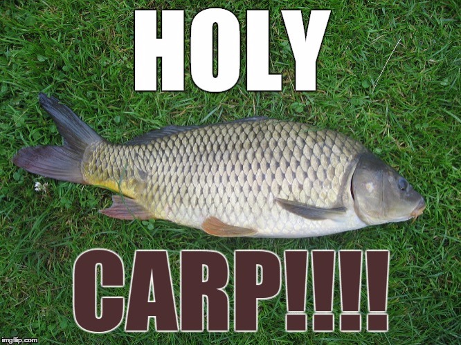 Holy Carp | image tagged in fish | made w/ Imgflip meme maker