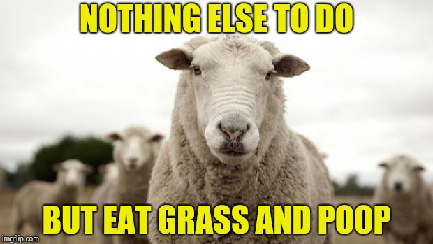 Sheep | NOTHING ELSE TO DO BUT EAT GRASS AND POOP | image tagged in sheep | made w/ Imgflip meme maker