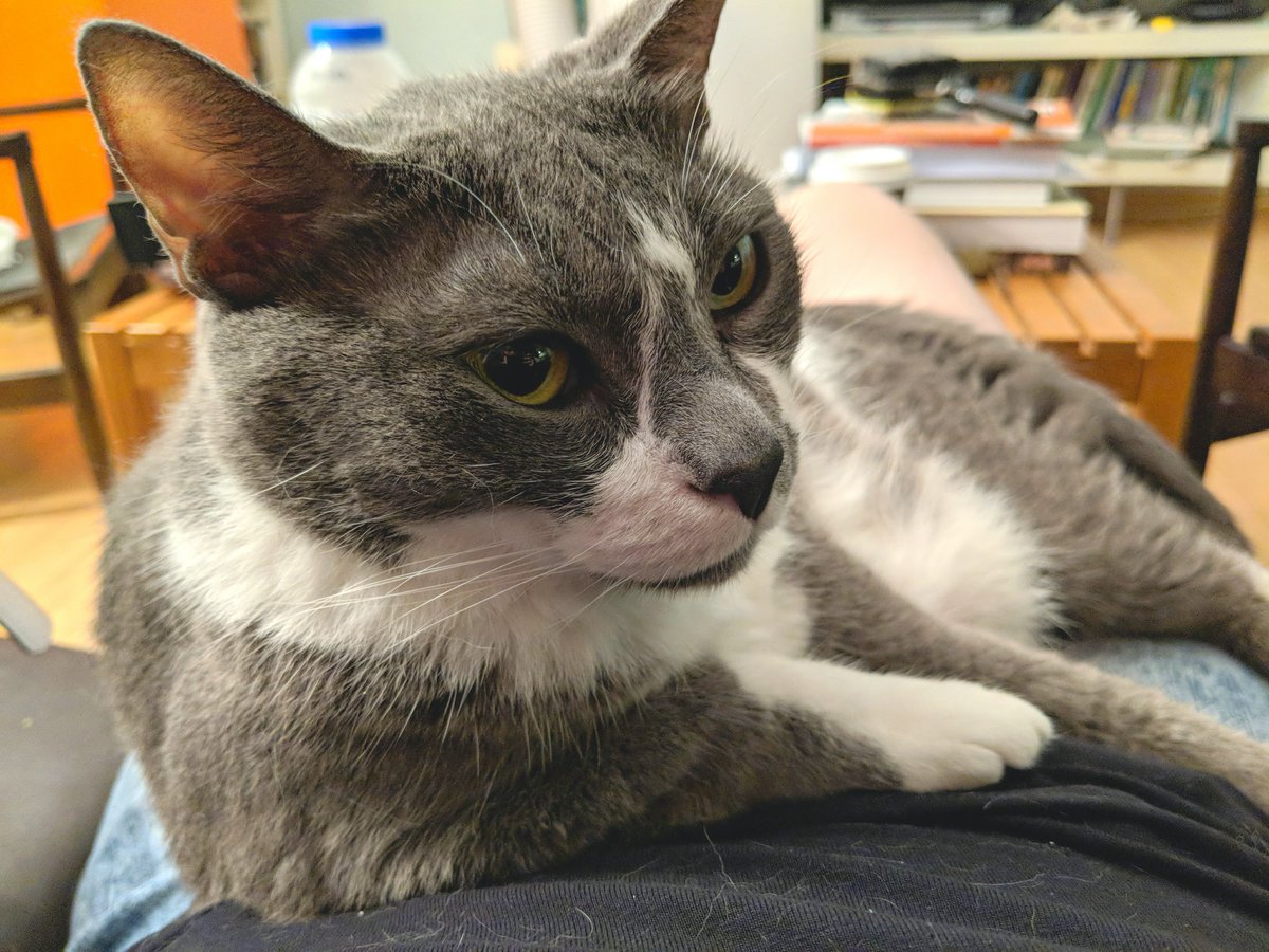 interestingcat Blank Meme Template