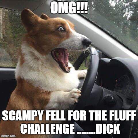 OMG!!! SCAMPY FELL FOR THE FLUFF CHALLENGE ........DICK | image tagged in corgi | made w/ Imgflip meme maker
