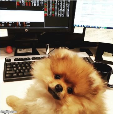Working Puppy | image tagged in taco davie at work | made w/ Imgflip meme maker