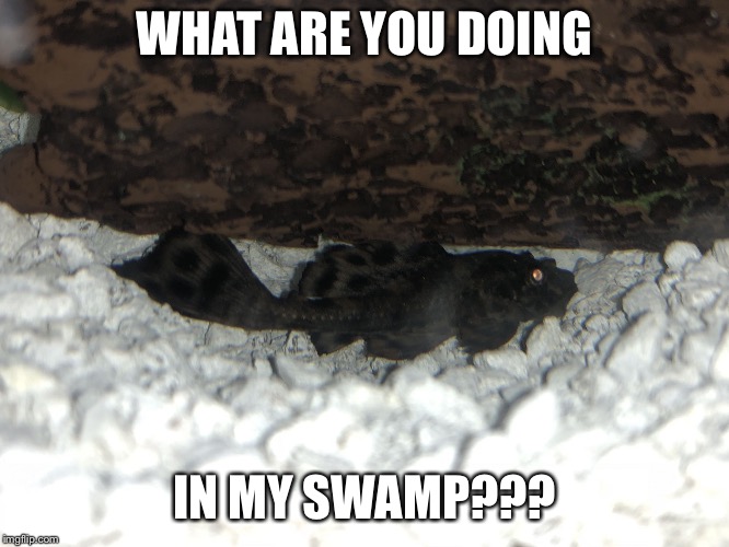 WHAT ARE YOU DOING; IN MY SWAMP??? | image tagged in fish | made w/ Imgflip meme maker