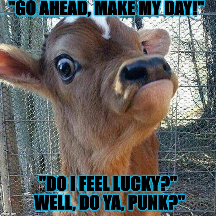 Cow 2 | "GO AHEAD, MAKE MY DAY!"; "DO I FEEL LUCKY?" WELL, DO YA, PUNK?" | image tagged in punk,lucky,feels,head | made w/ Imgflip meme maker