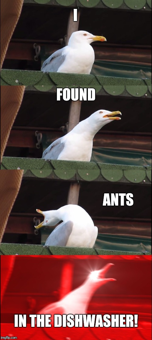 Ants in the dishwasher...I don't know where they came from! | I; FOUND; ANTS; IN THE DISHWASHER! | image tagged in memes,inhaling seagull | made w/ Imgflip meme maker